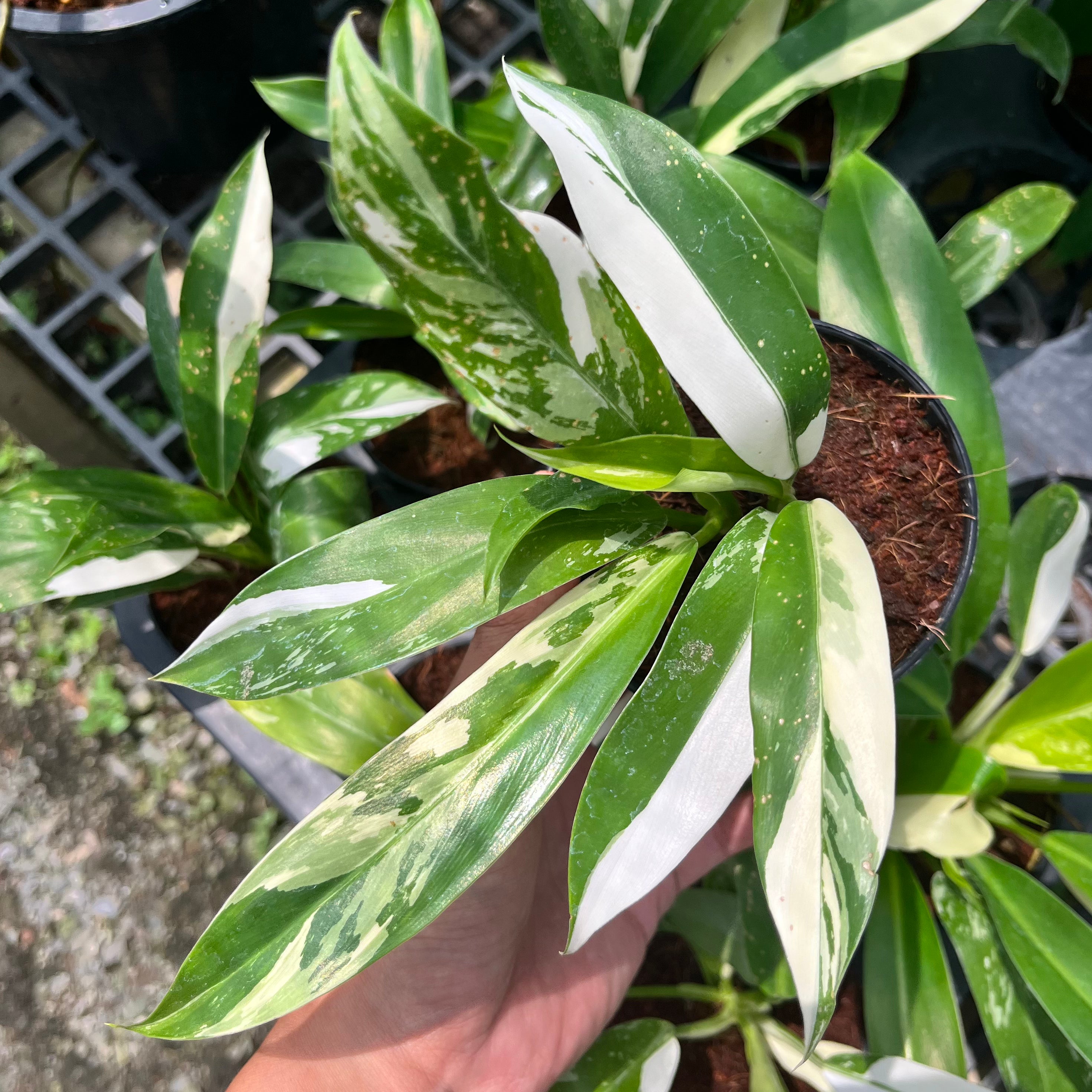 Philodendron Wend Imbe Variegated