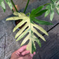 Philodendron Radiatum variegated