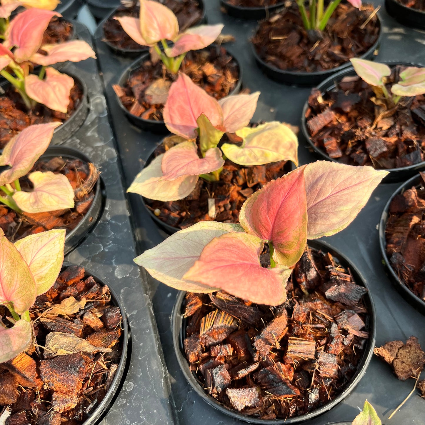 Syngonium Pink Perfection Bulk Sale (10 plants)