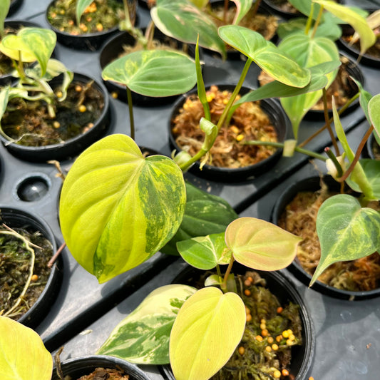 Philodendron Micans Variegated Aurea