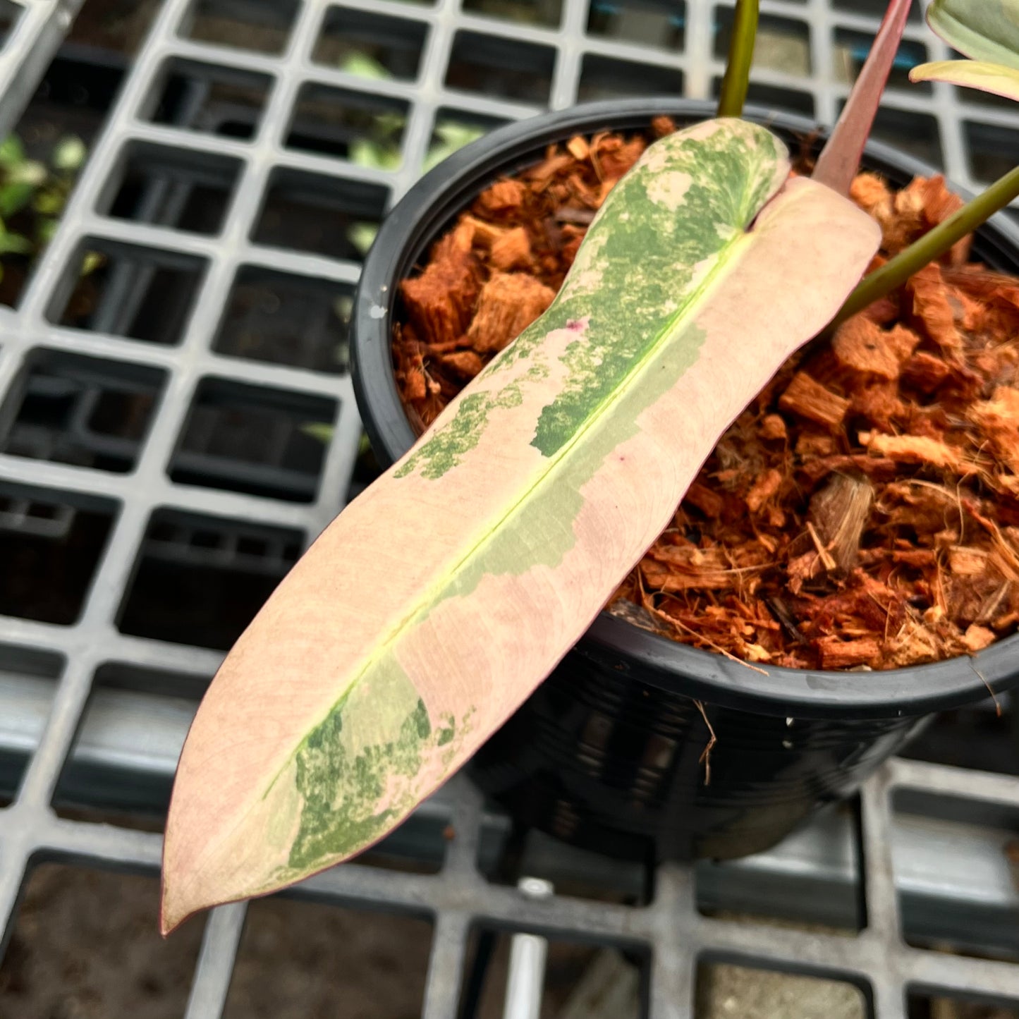 Philodendron Atabapoense variegated