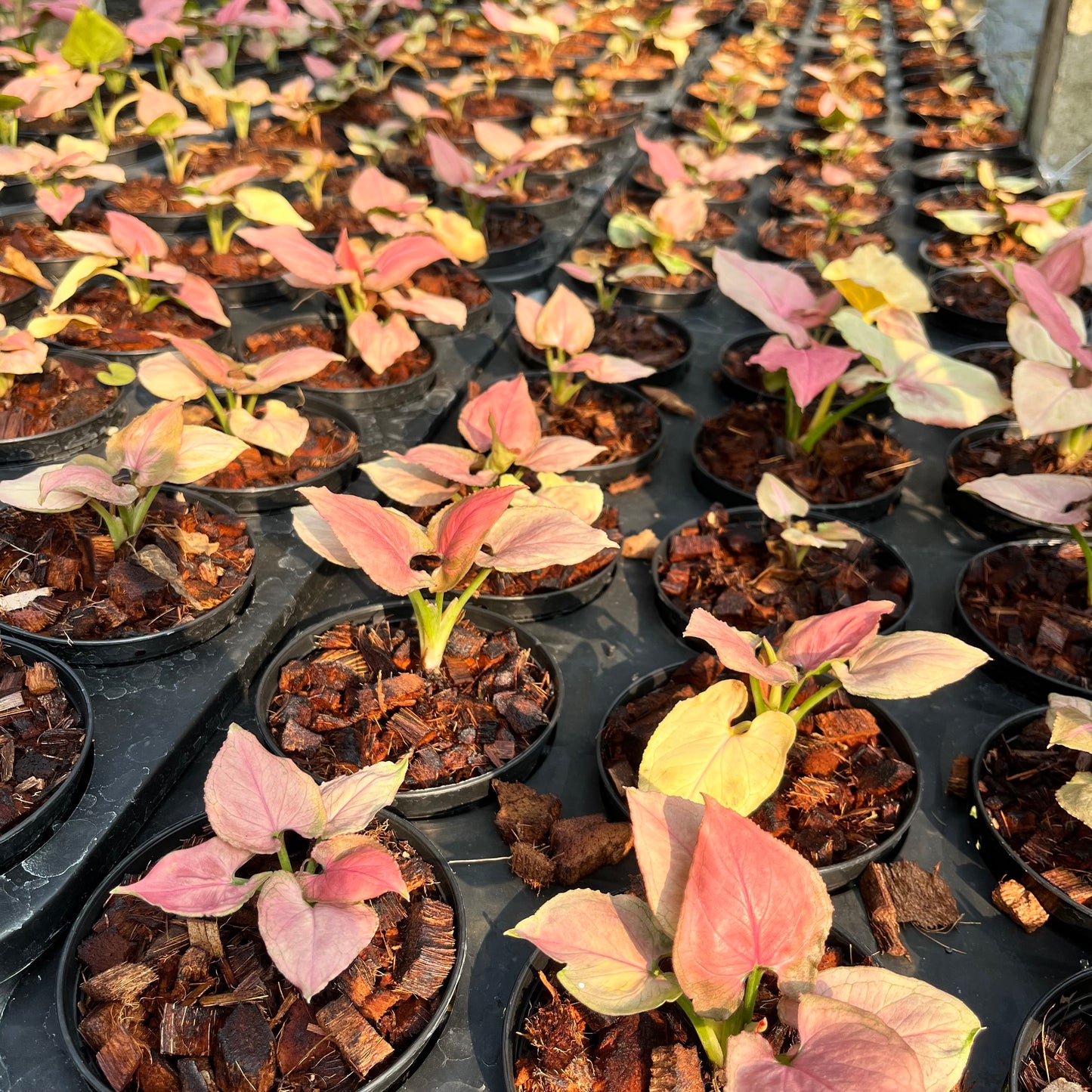 Syngonium Pink Perfection Bulk Sale (10 plants)