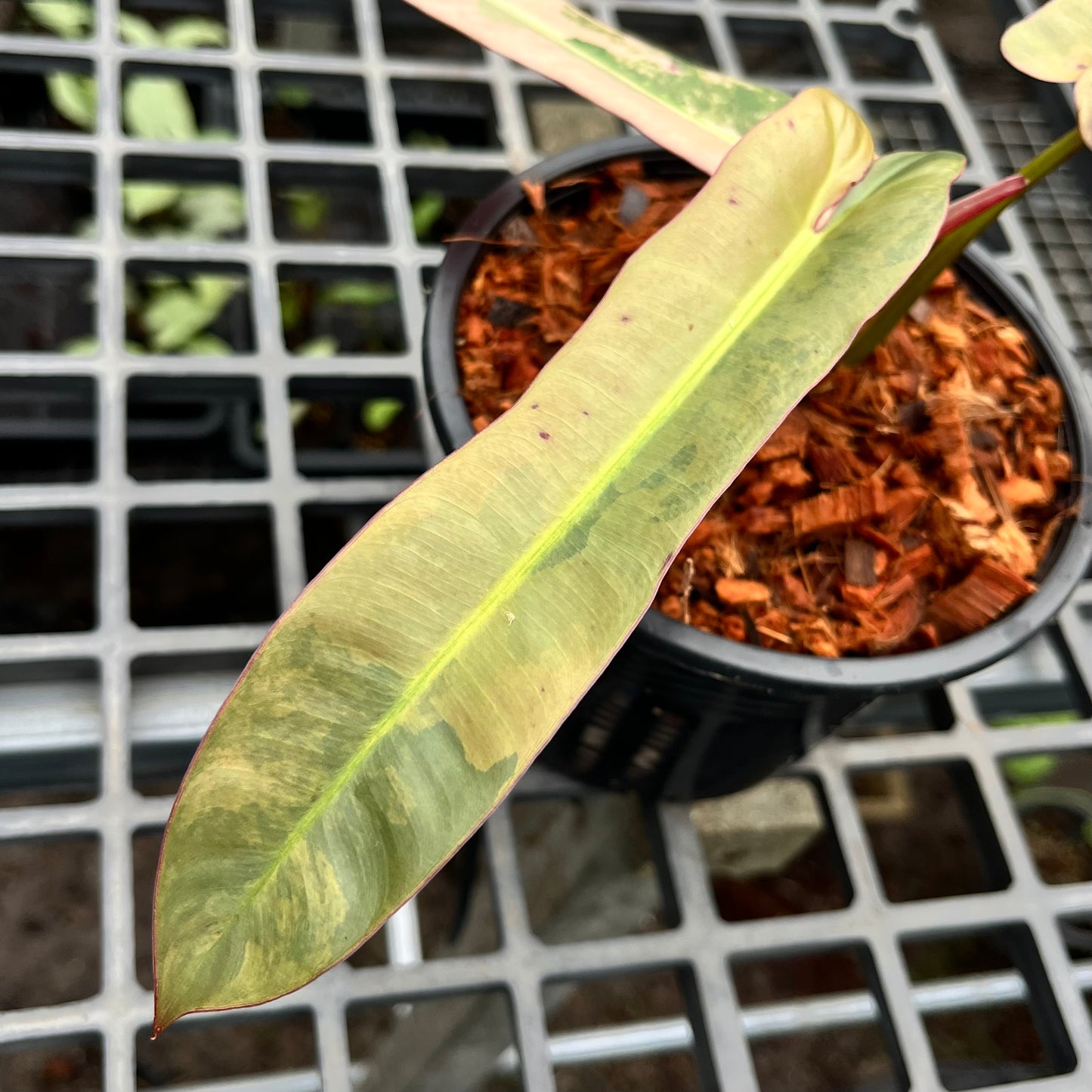 Philodendron Atabapoense variegated