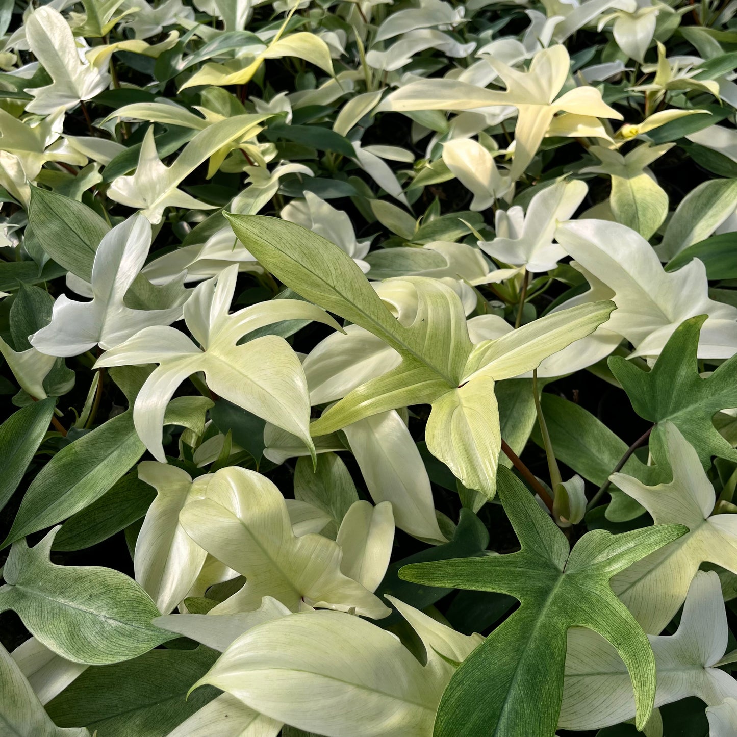 Philodendron Florida Ghost 10x