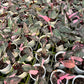 Philodendron Pink Marble Galaxy 10x