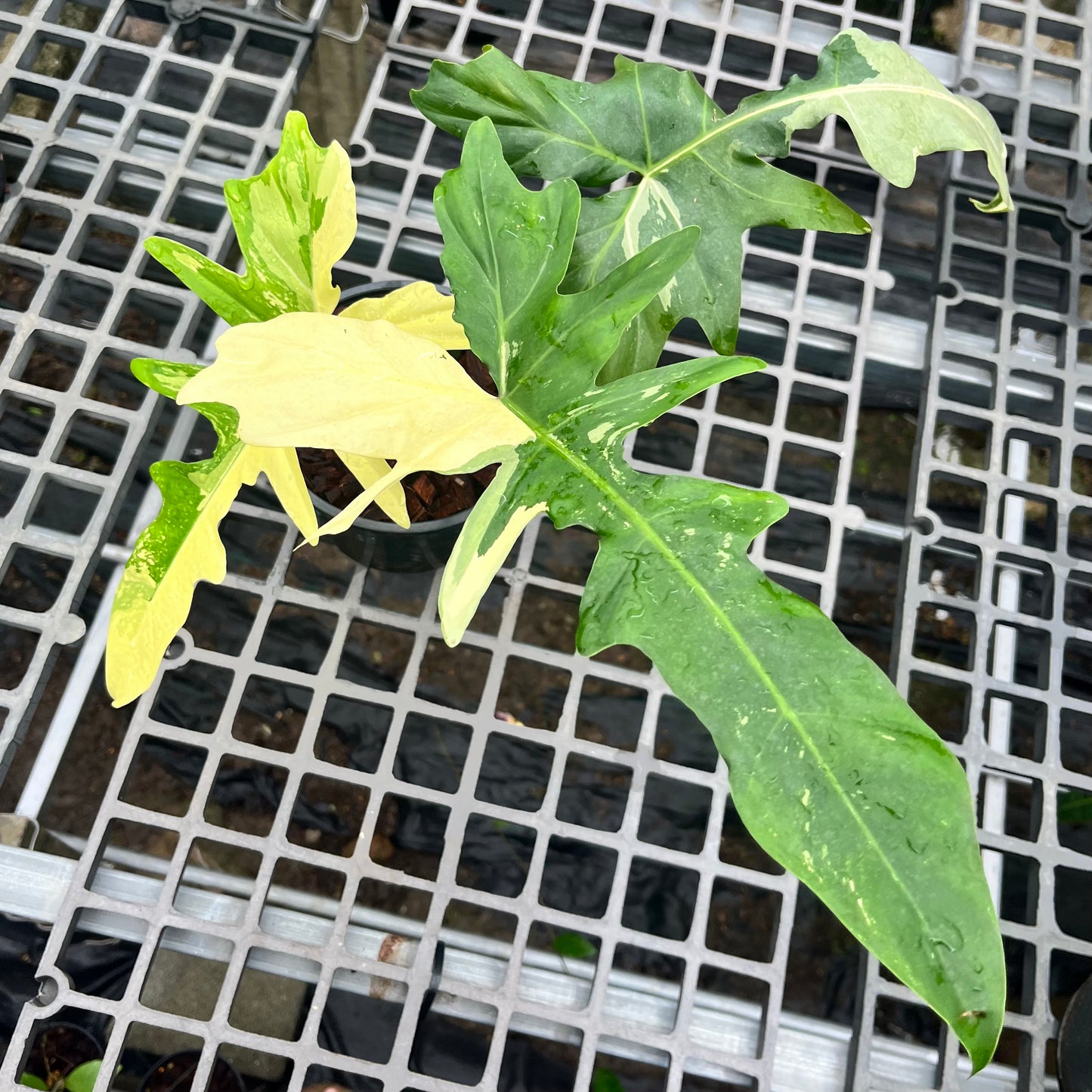 Philodendron Golden Dragon variegated