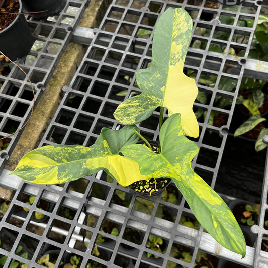 Philodendron Bipennifolium Variegated