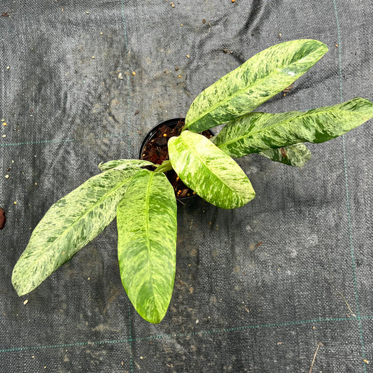 Epipremnum Giganteum Marble