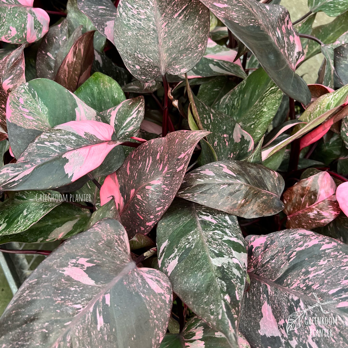 Philodendron Pink Galaxy - High Quality