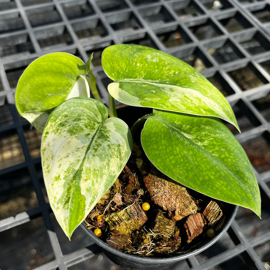 Scindapsus Mangurai variegated