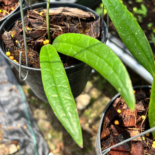 Hoya Sulawesiana