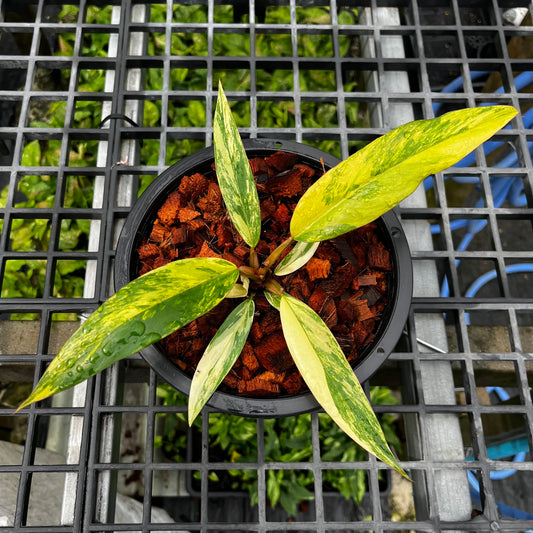 Philodendron Caramel Marble