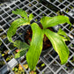 Anthurium Clavigerum Variegated