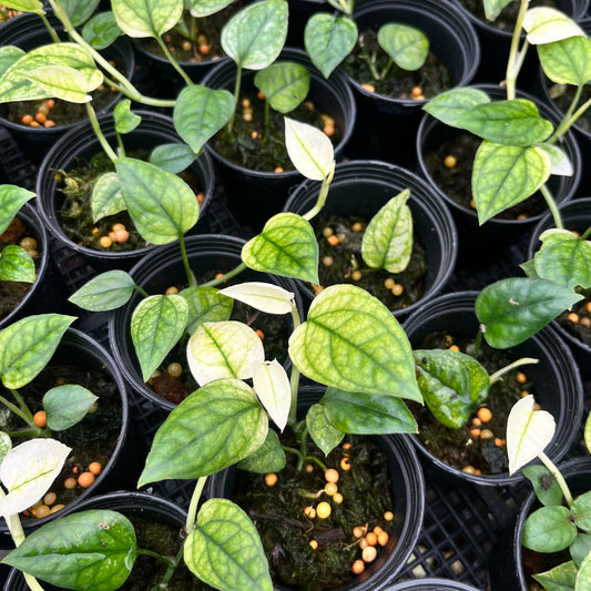 Epipremnum Cebu Blue variegated ghost