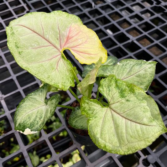 Syngonium Orm Thong Variegated