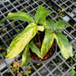 Anthurium Clavigerum Variegated