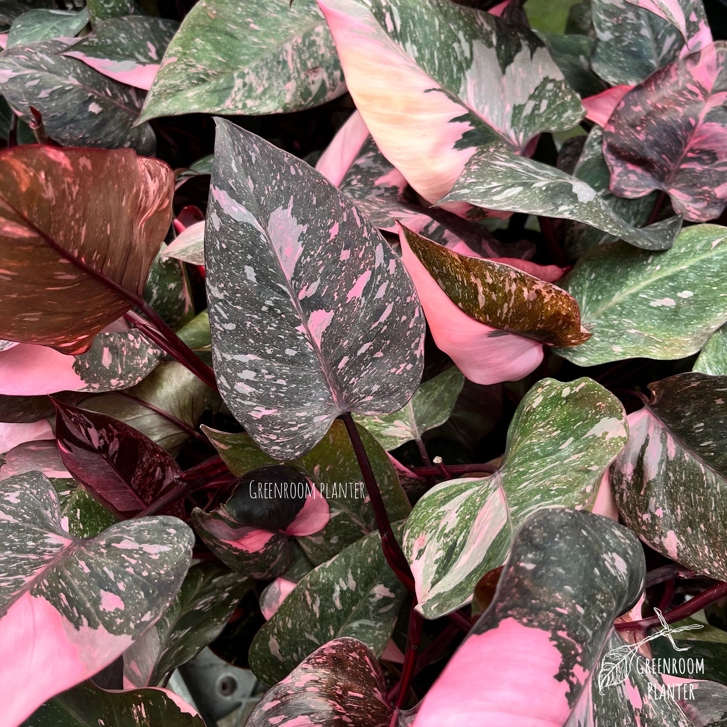 Philodendron Pink Galaxy - High Quality