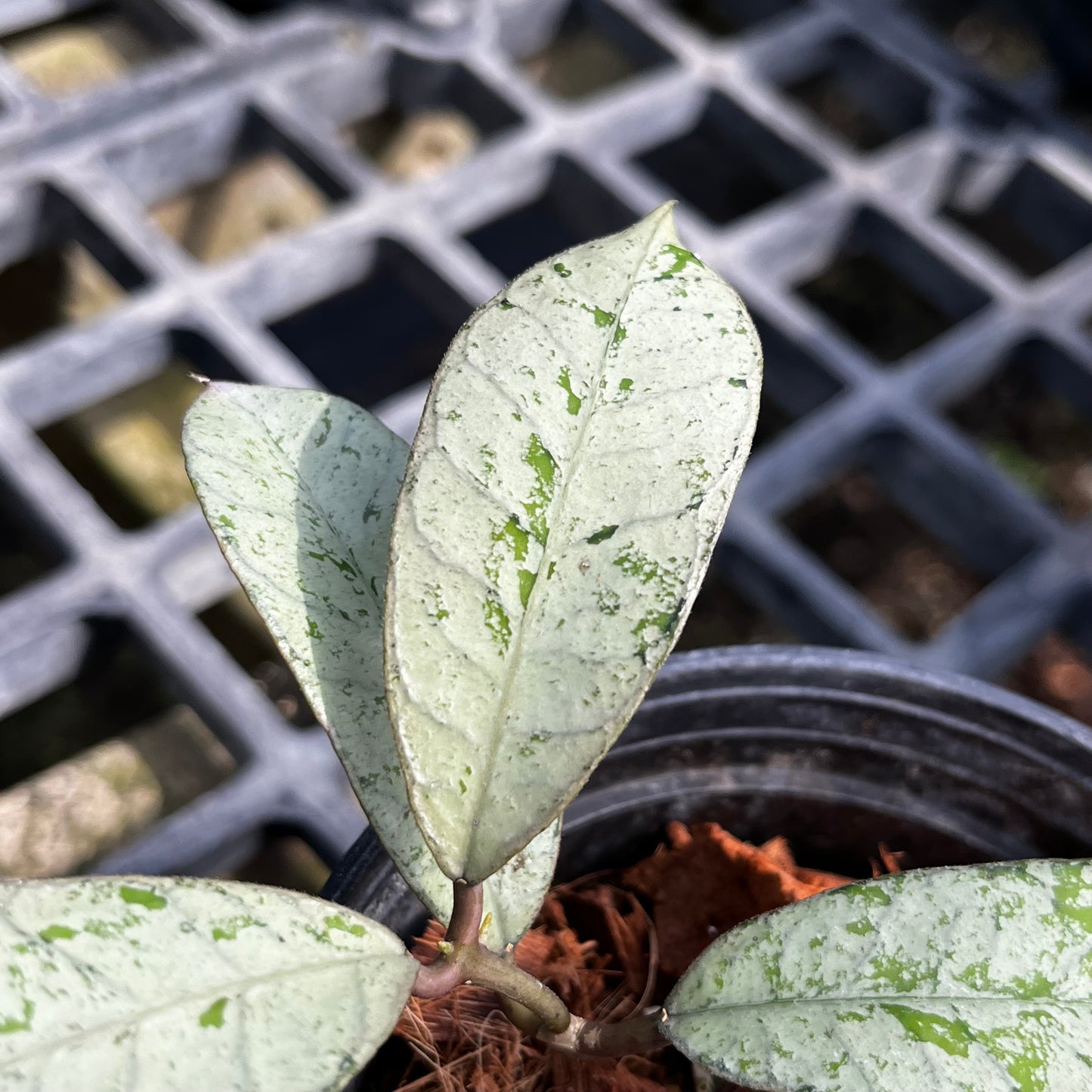 Hoya Ganung Gading silver