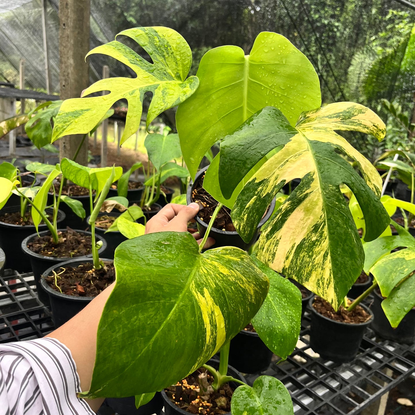 Monstera Borsigiana Aurea