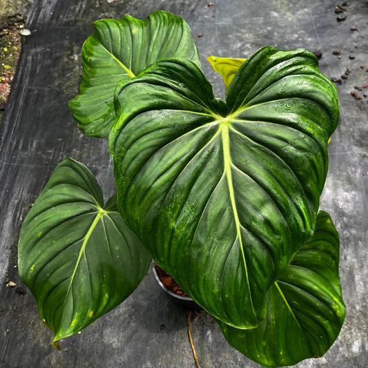 Philodendron Dean McDowell