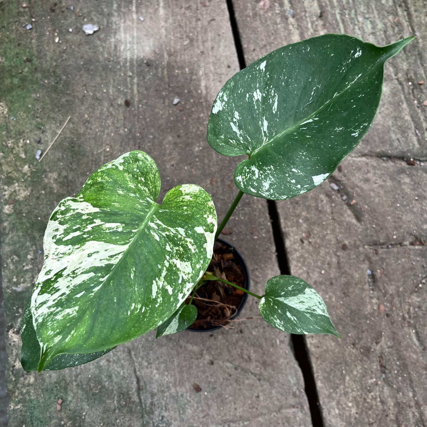 Monstera Deliciosa White Monster - Large Form Mint
