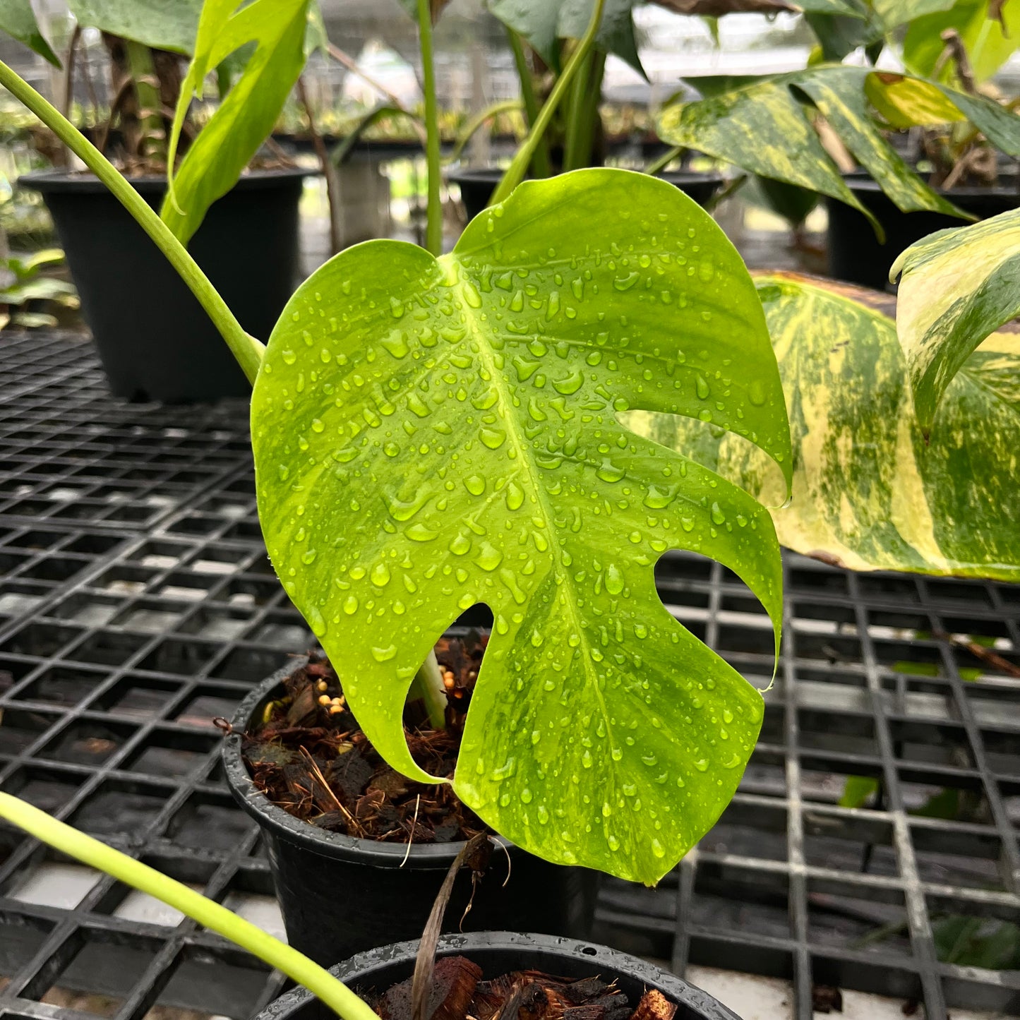 Monstera Borsigiana Aurea