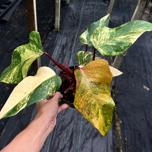 Philodendron Strawberry Shake Variegated