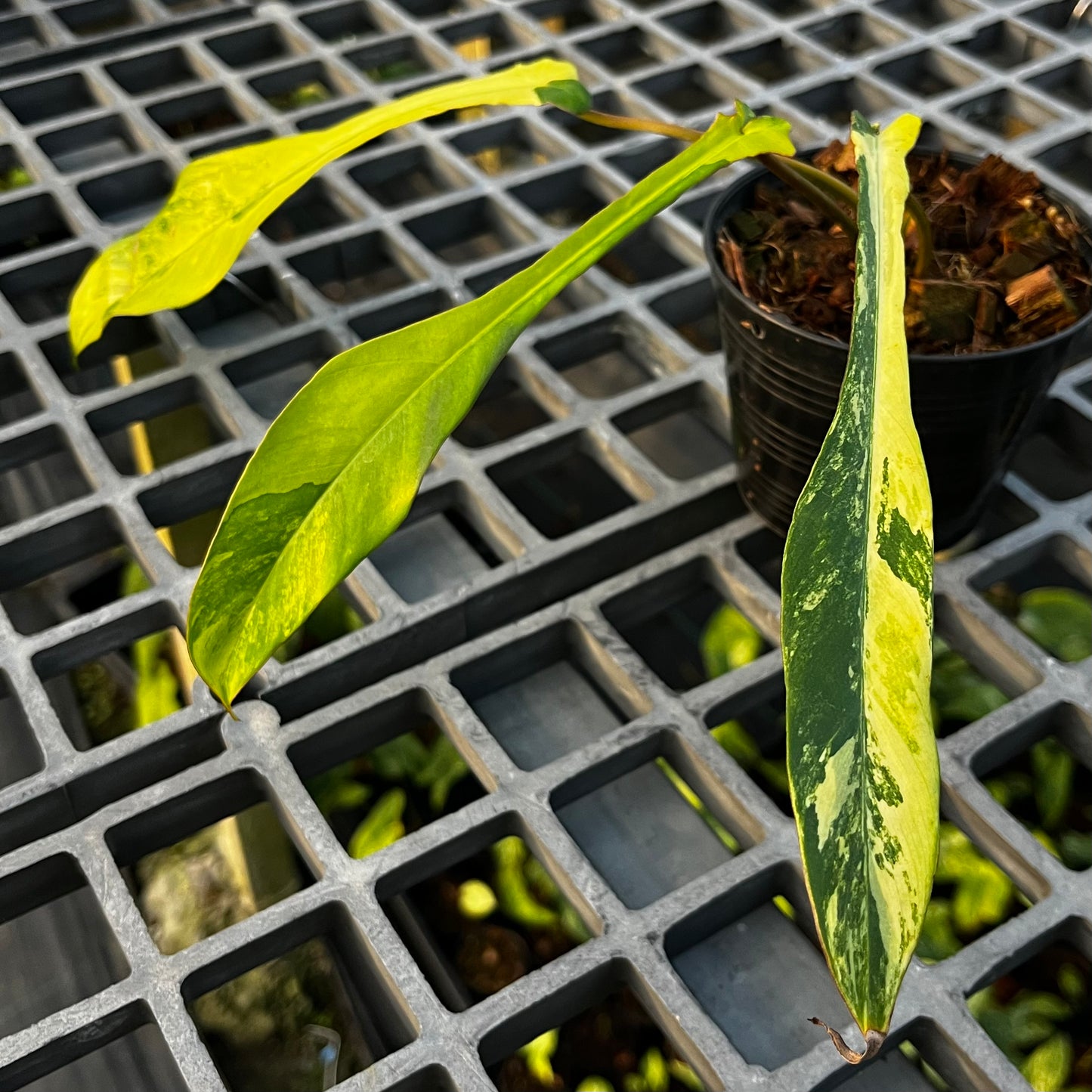 Philodendron Joepii variegated