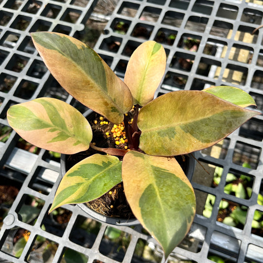 Philodendron Black Cardinal Variegated