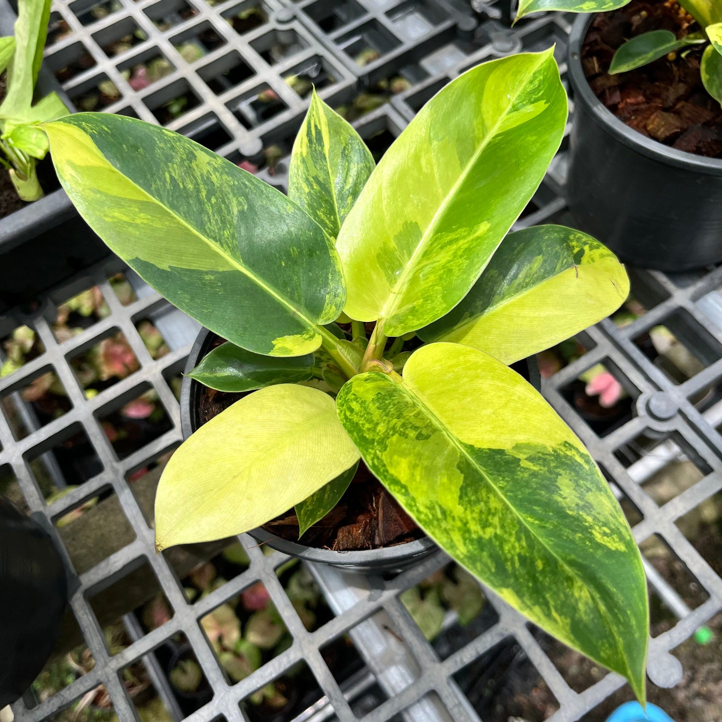 Philodendron Melinonii variegated aurea