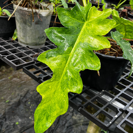 Philodendron Bob Cee Variegated - Large Size