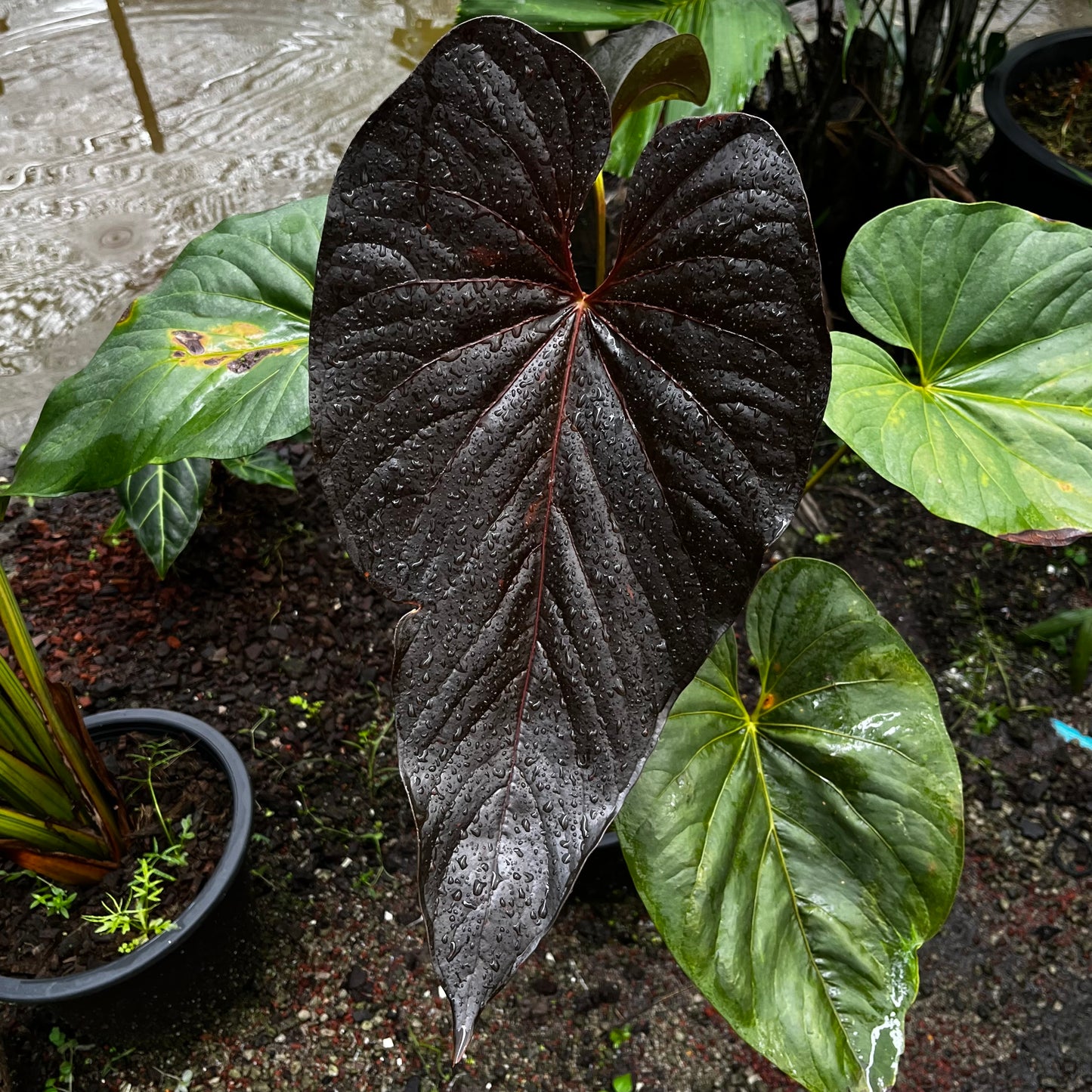 Anthurium Moodeanum