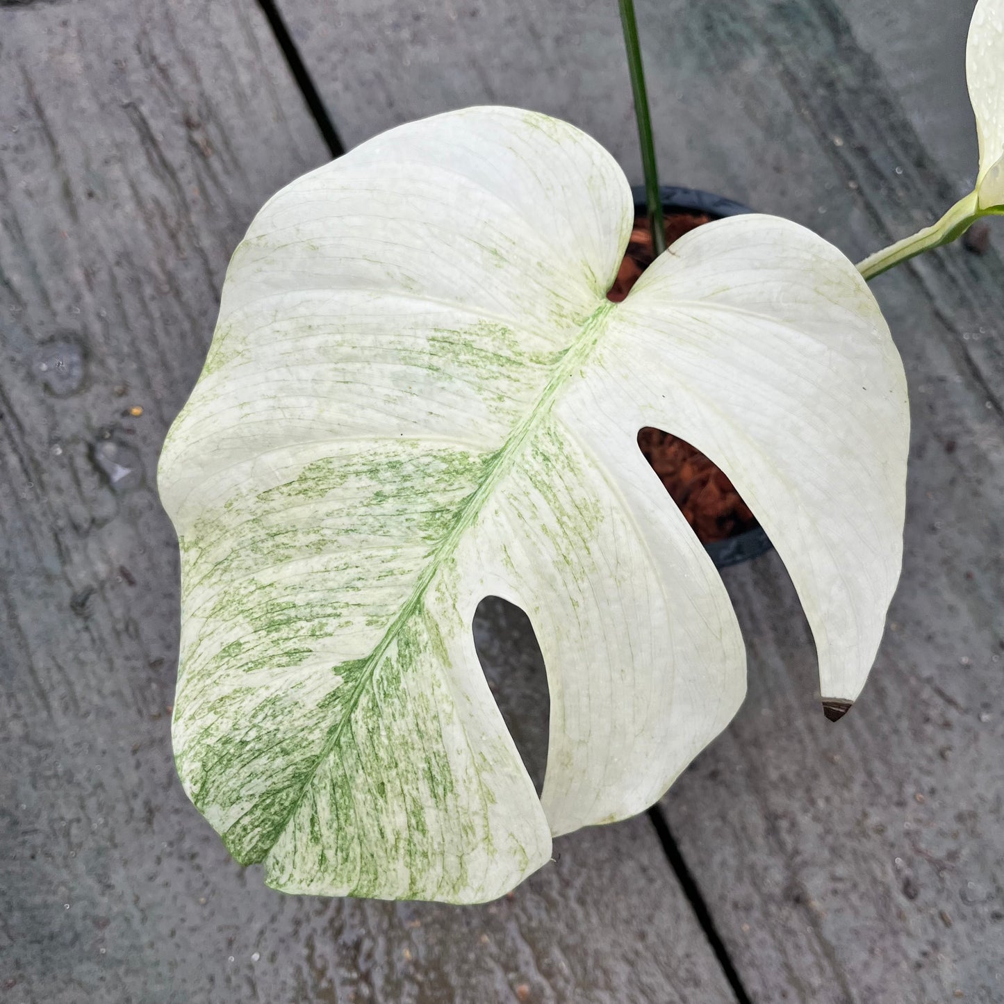 Monstera Borsigiana mint