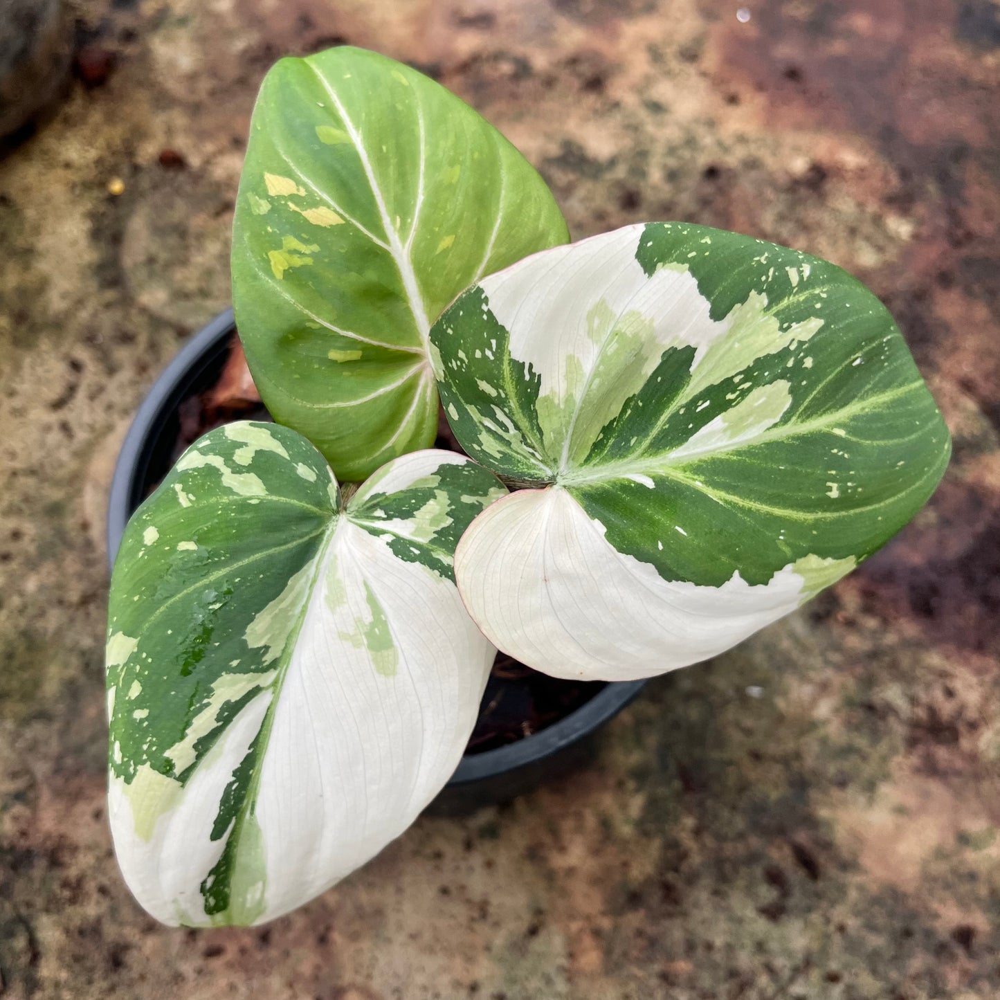 Philodendron Gloriosum variegated