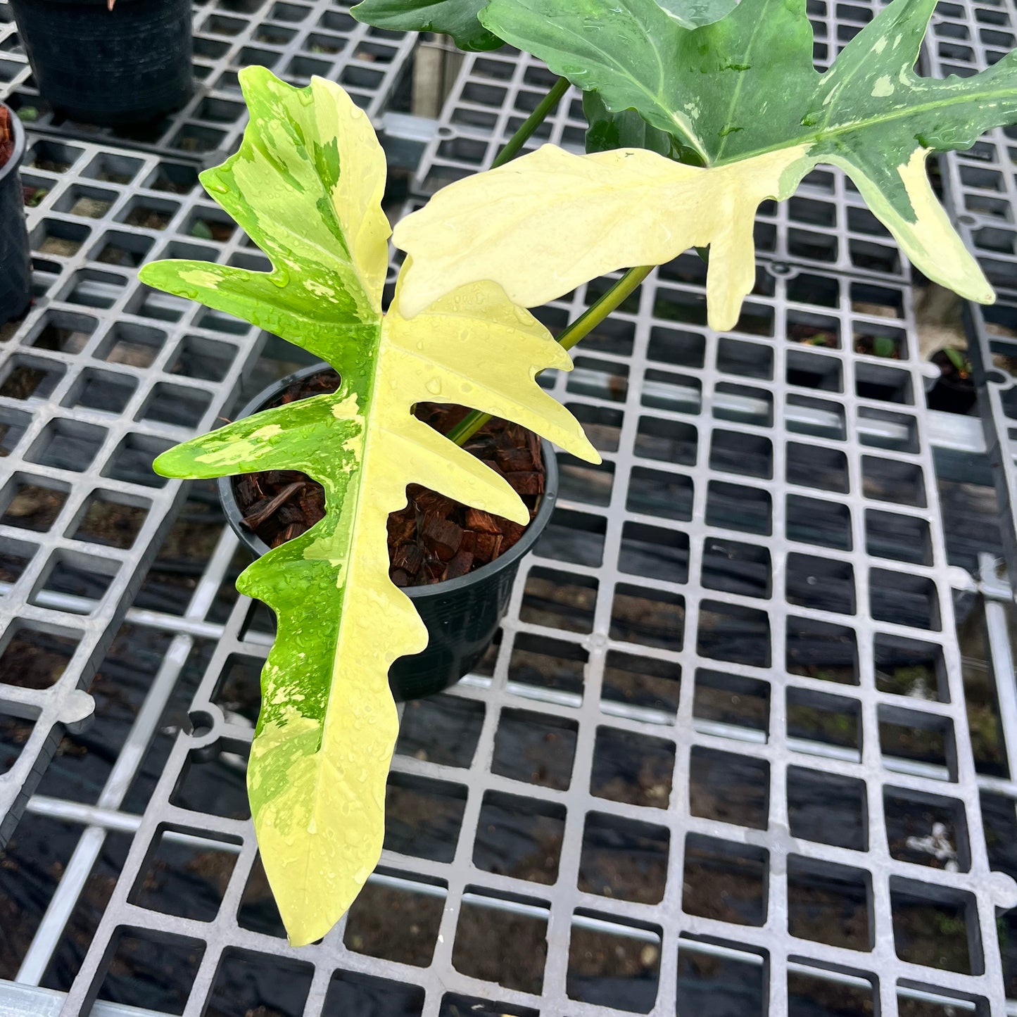 Philodendron Golden Dragon variegated