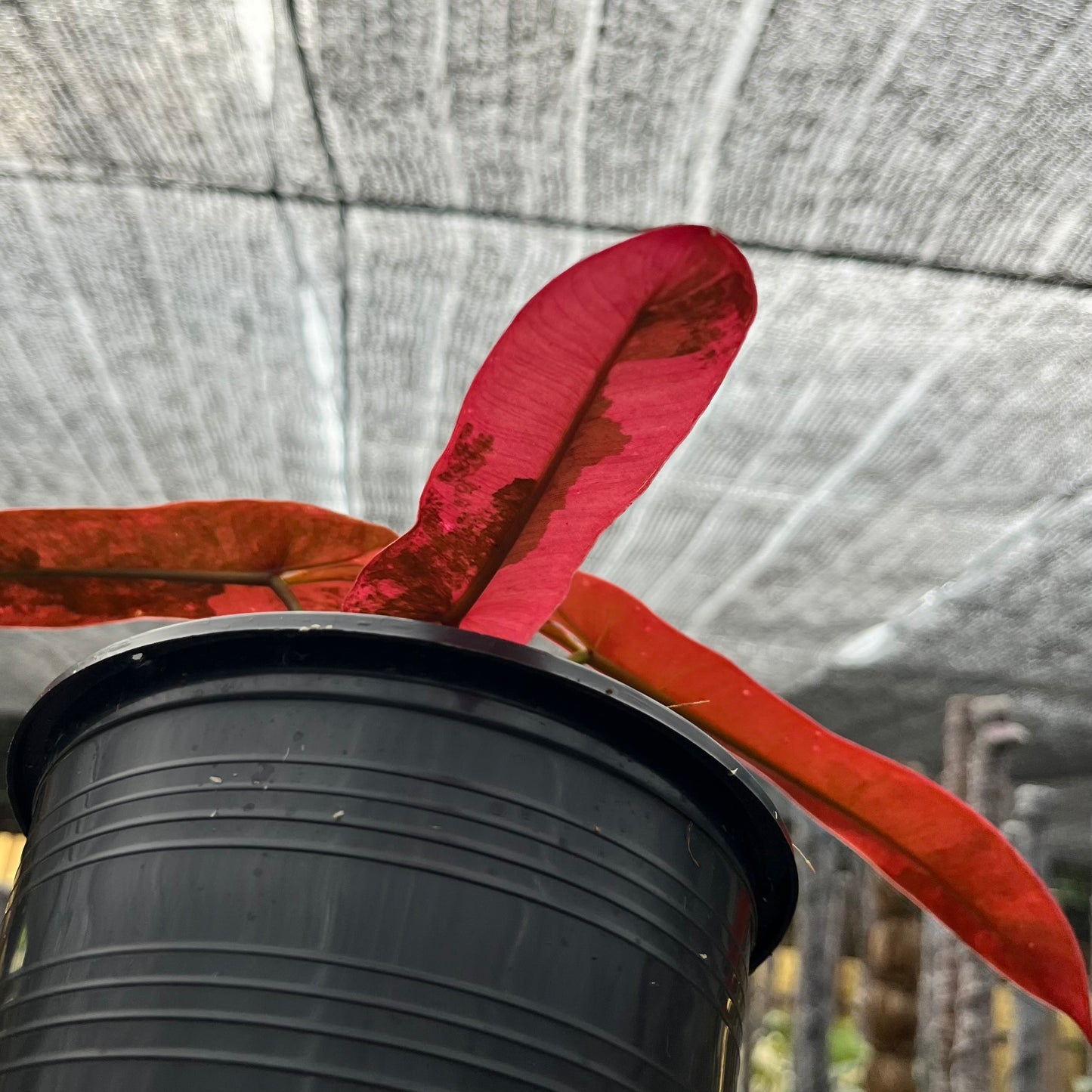 Philodendron Atabapoense variegated