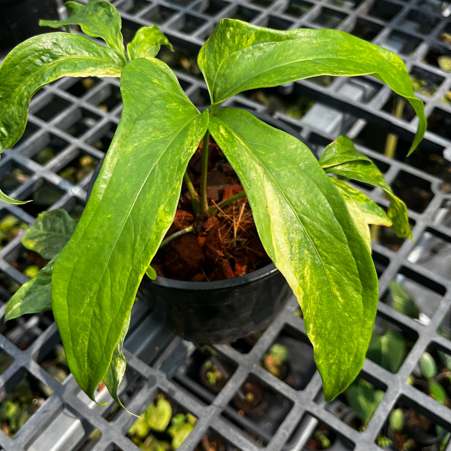 Anthurium Clavigerum Variegated