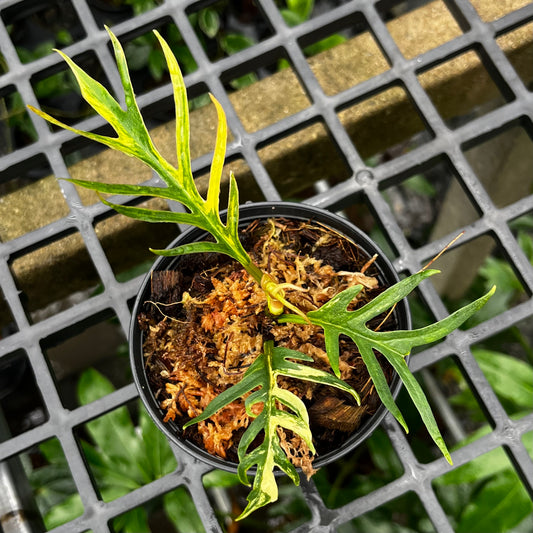 Philodendron Tortum Variegated