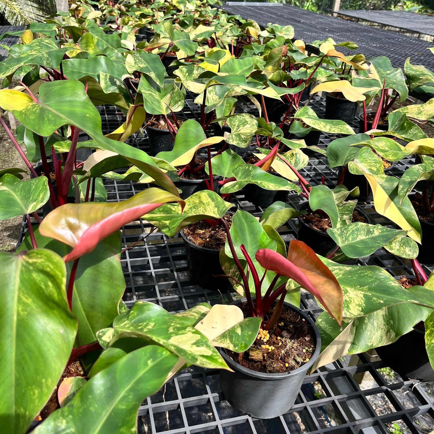 Philodendron Strawberry Shake variegated Bulk Sale (10 plants)