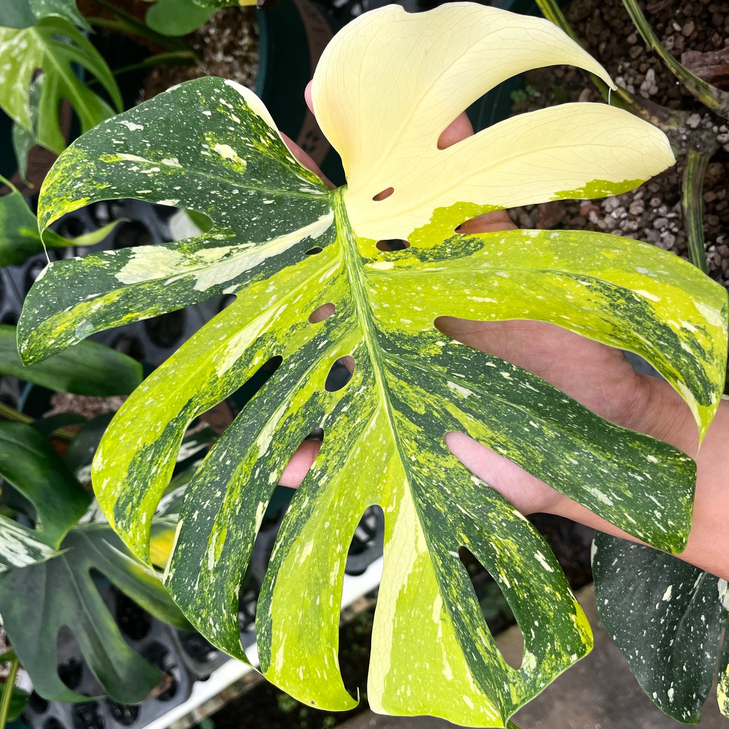 Monstera Thai Constellation Miracle Tricolor