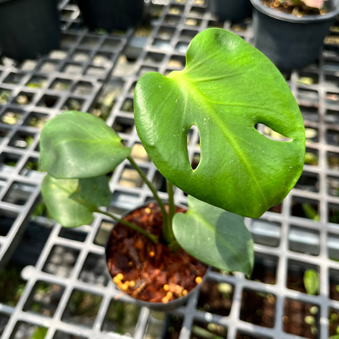 Monstera Deliciosa Compacta seed grown - selected form