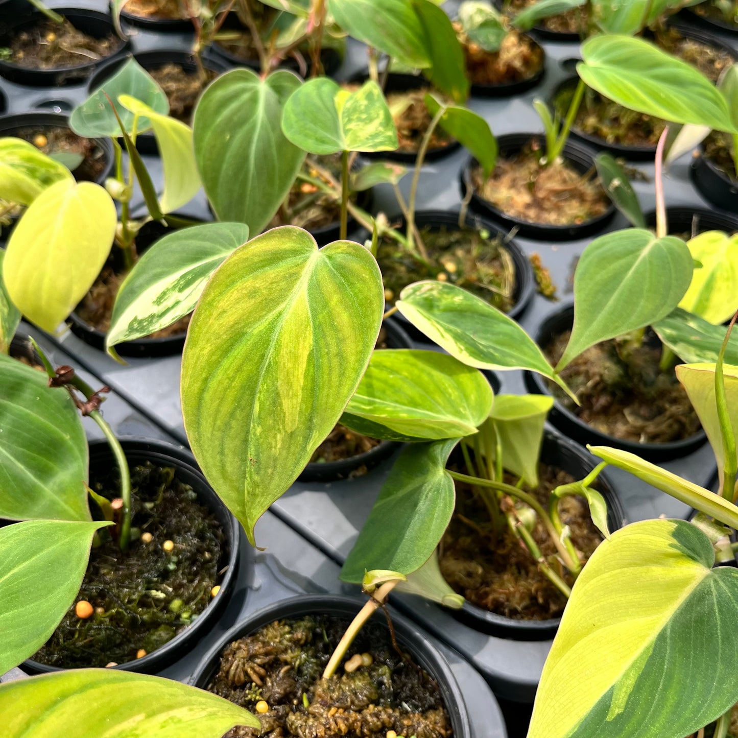 Philodendron Micans variegated aurea - Bulk Sale (10 plants)