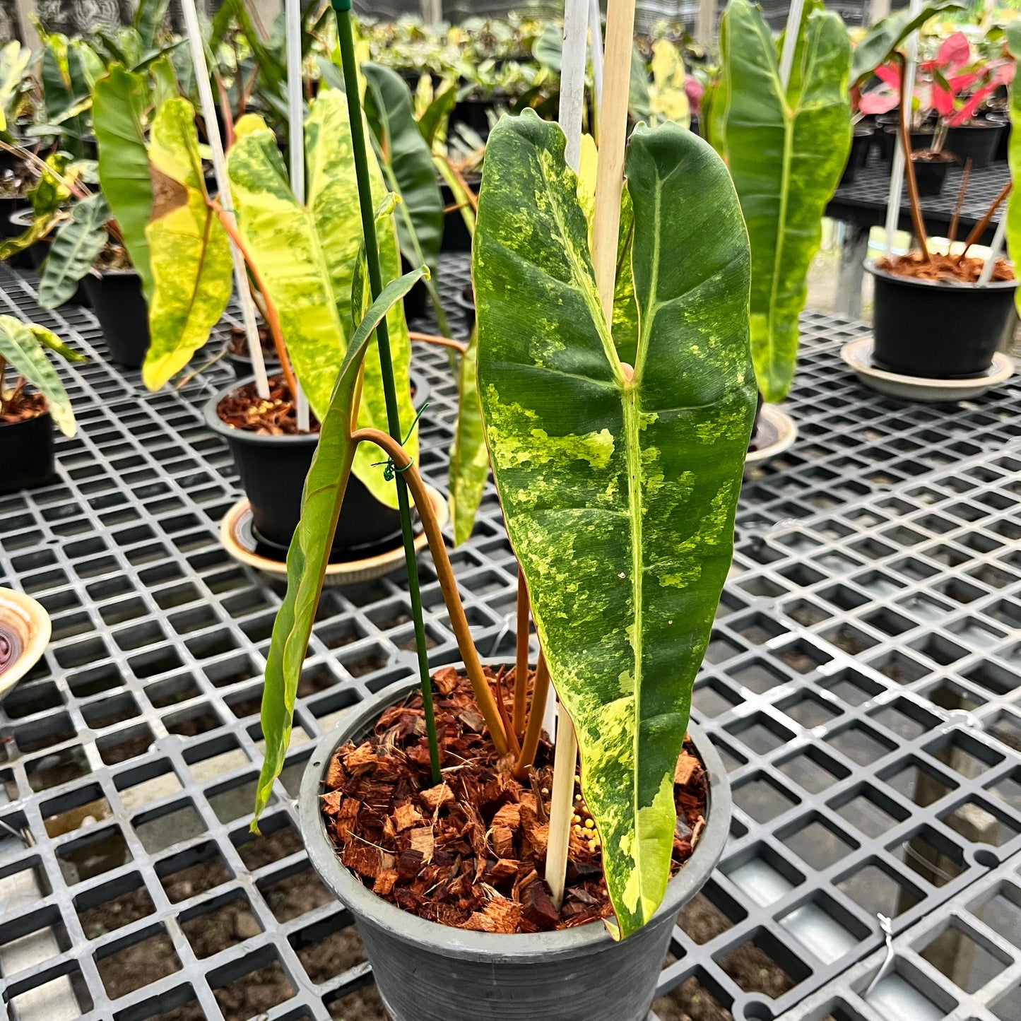 Philodendron Billietiae variegated