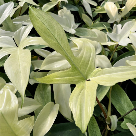 Philodendron Florida Ghost 10x