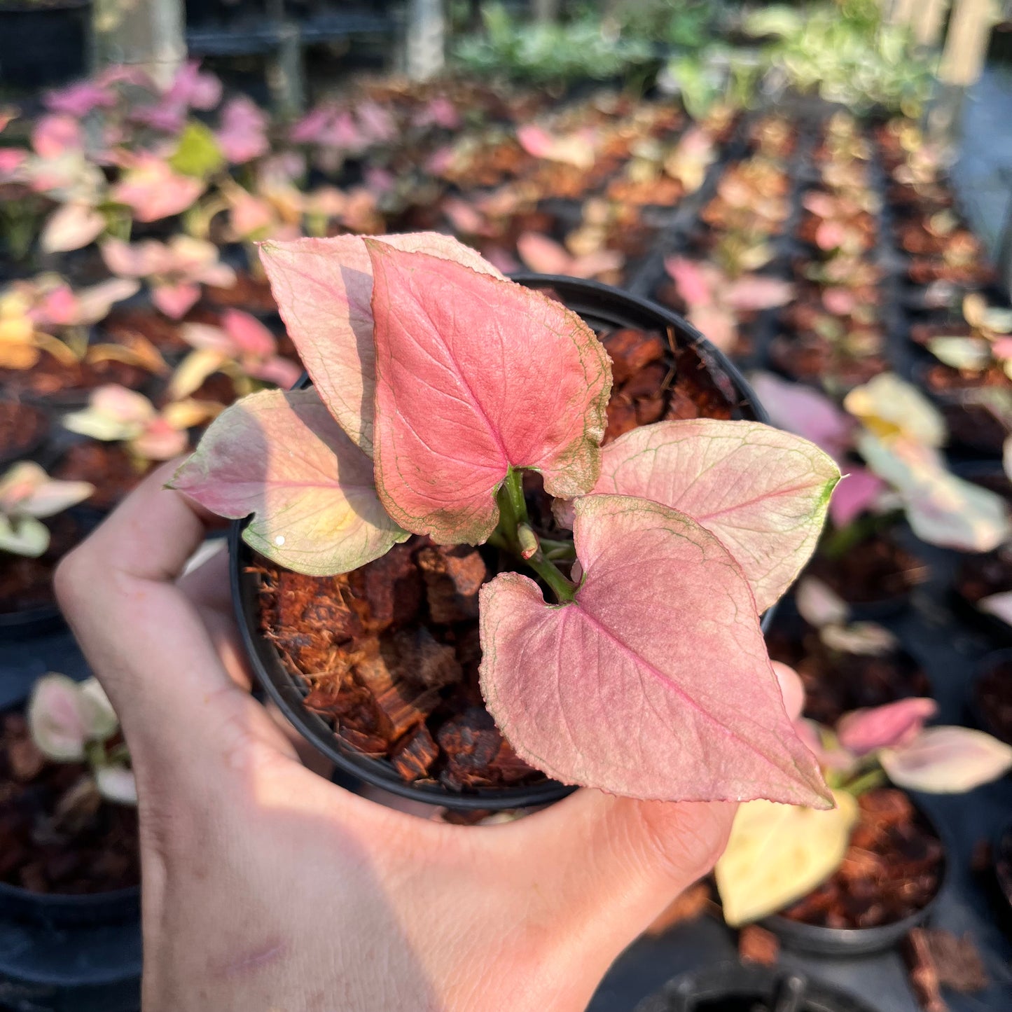 Syngonium Pink Perfection Bulk Sale (10 plants)