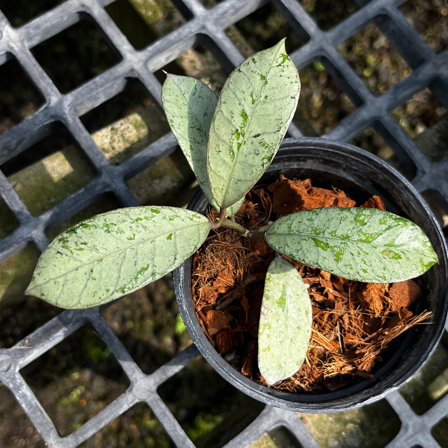 Hoya Ganung Gading silver