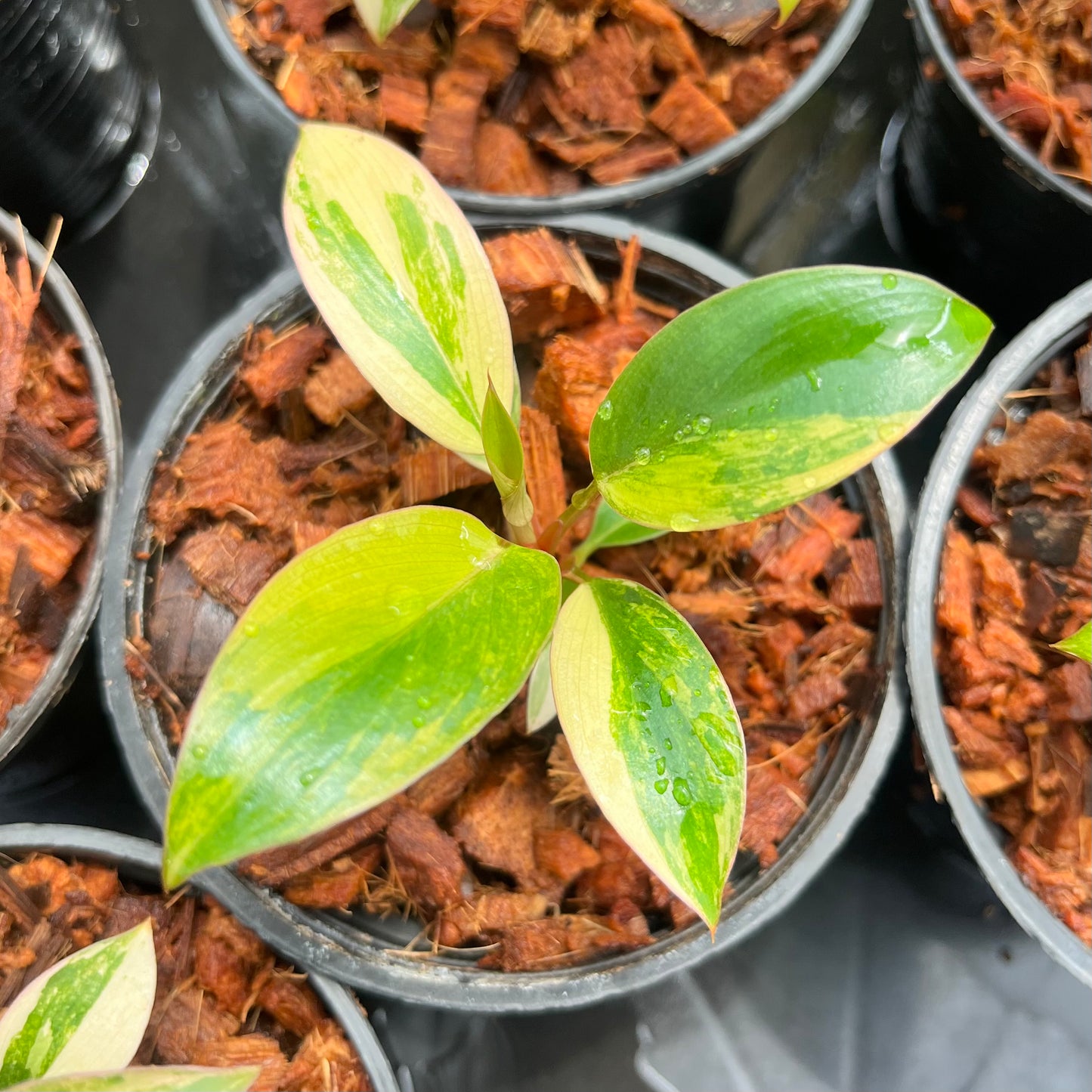 Philodendron Rojo Congo variegated Bulk Sale (10 plants)