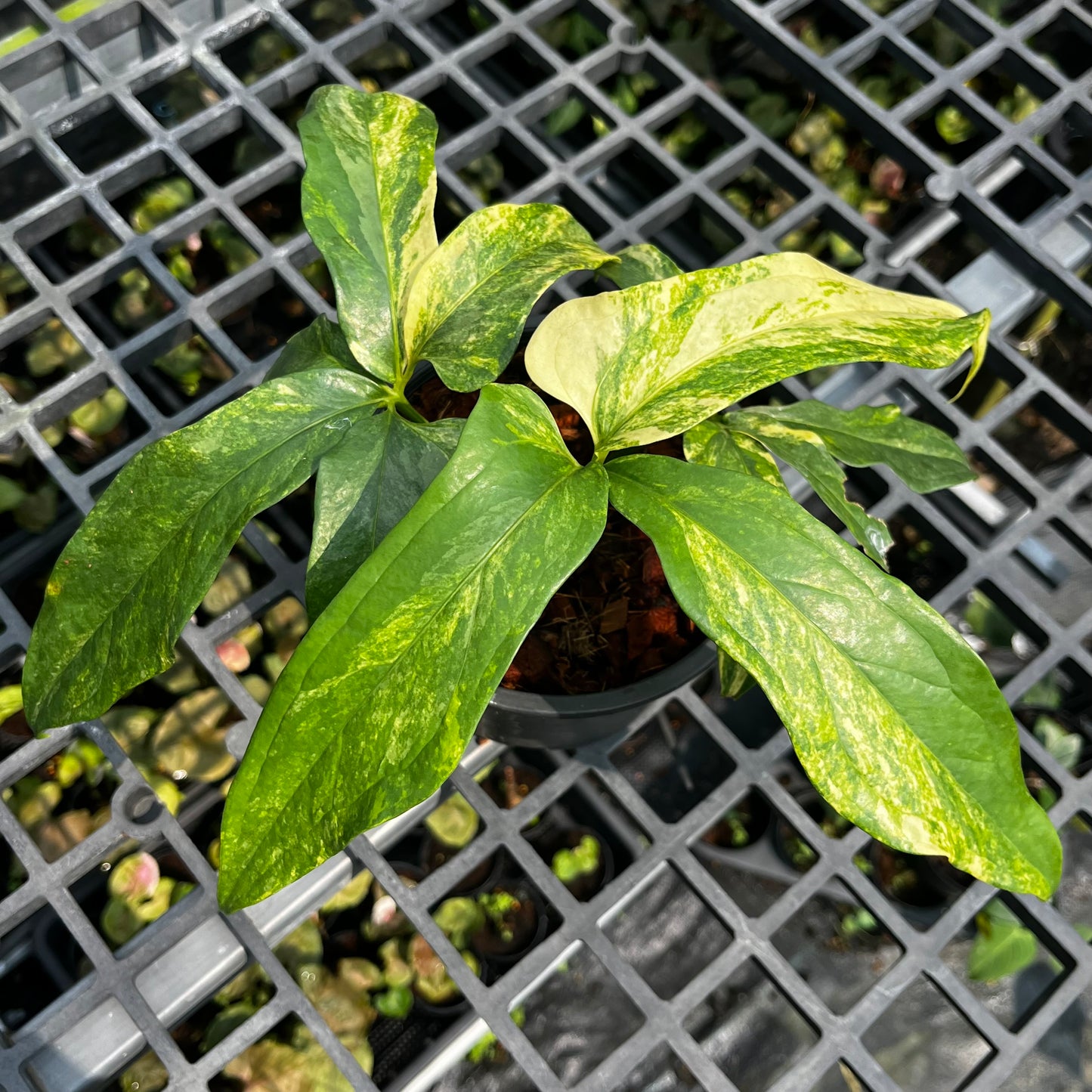 Anthurium Clavigerum Variegated