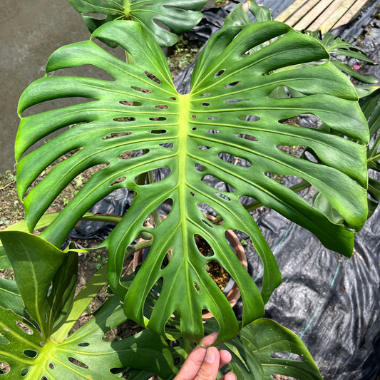 Monstera Deliciosa Compacta seed grown - selected form