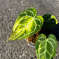 Anthurium Crystallinum variegated